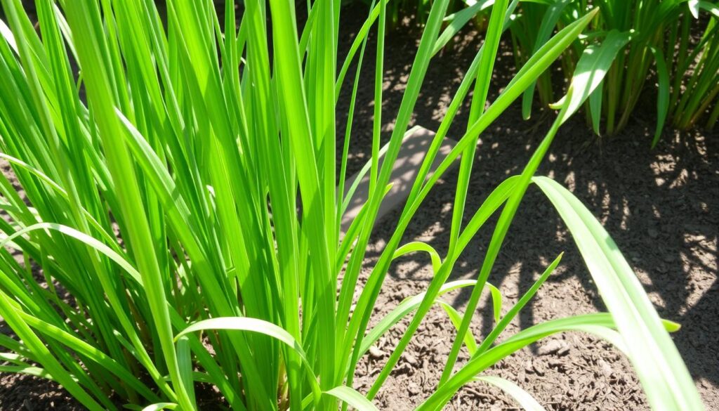 Lemongrass Herb Overview Lemongrass Herb Overview