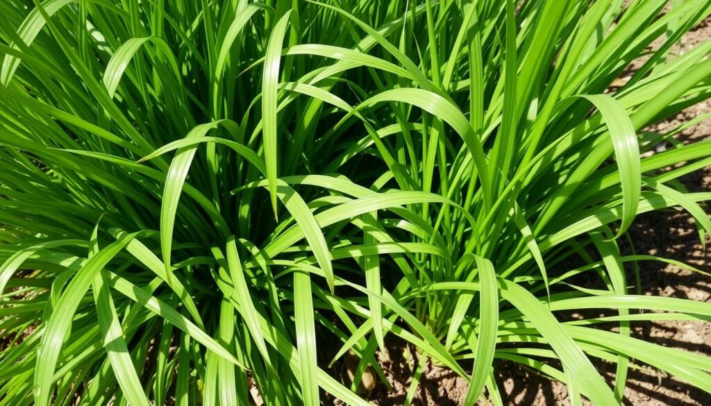 Lemongrass Perennial Characteristics Lemongrass Perennial Characteristics