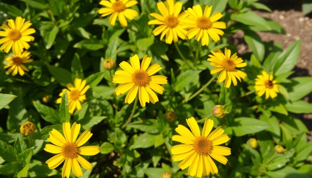 Yellow Perennial Flowers Health Issues Yellow Perennial Flowers Health Issues